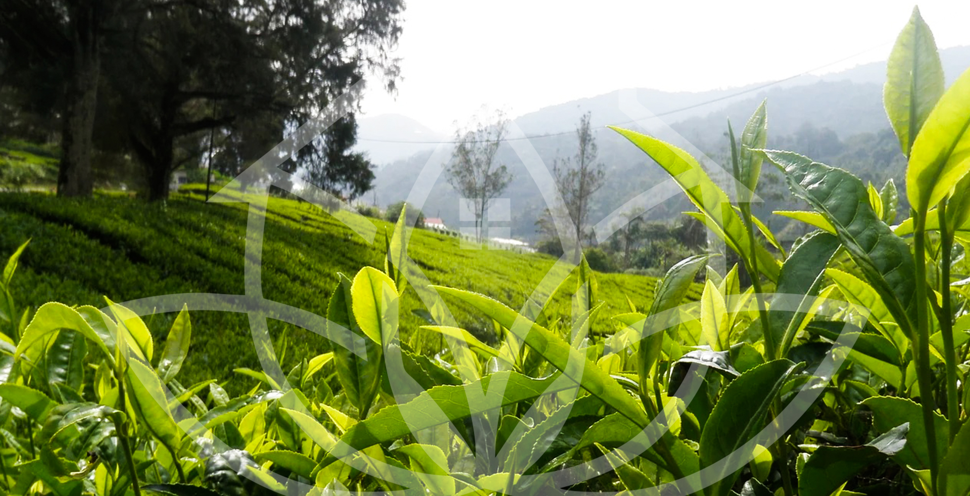pemaz homestay dali-darjeeling